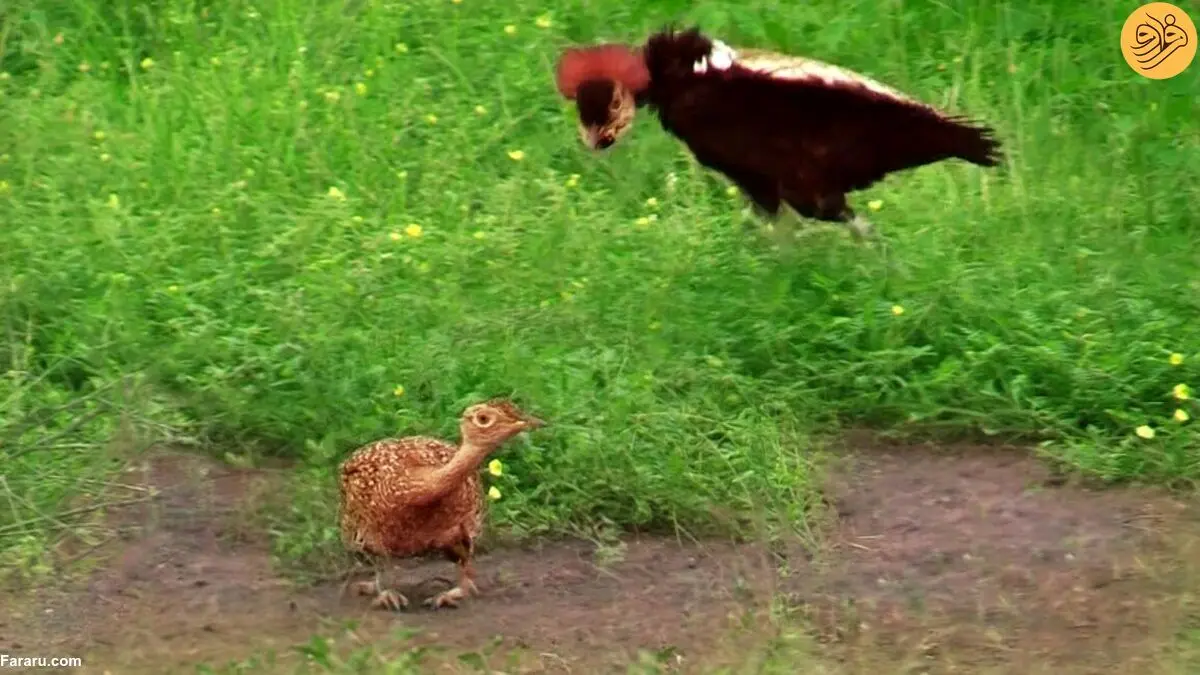 (ویدئو) رقص مایکل جکسونی هوبره کاکل‌قرمز برای جلب توجه ماده