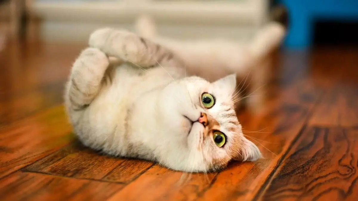 وقتی گربه قوانین فیزیک را به چالش می‌کشد و از مرگ می‌گریزد!