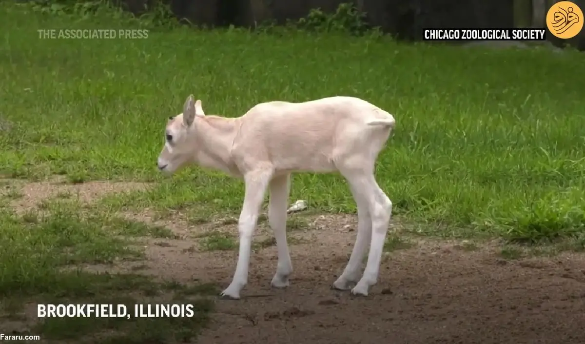 (ویدئو) تولد یک تابیده‌شاخ در خطر انقراض؛ ۱۰۰ تابیده‌شاخ در طبیعت باقی مانده است