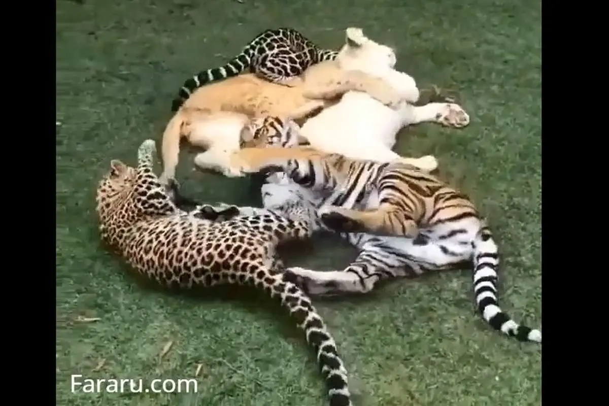 ویدئویی تماشایی از بازی ببر، پلنگ و شیرها
