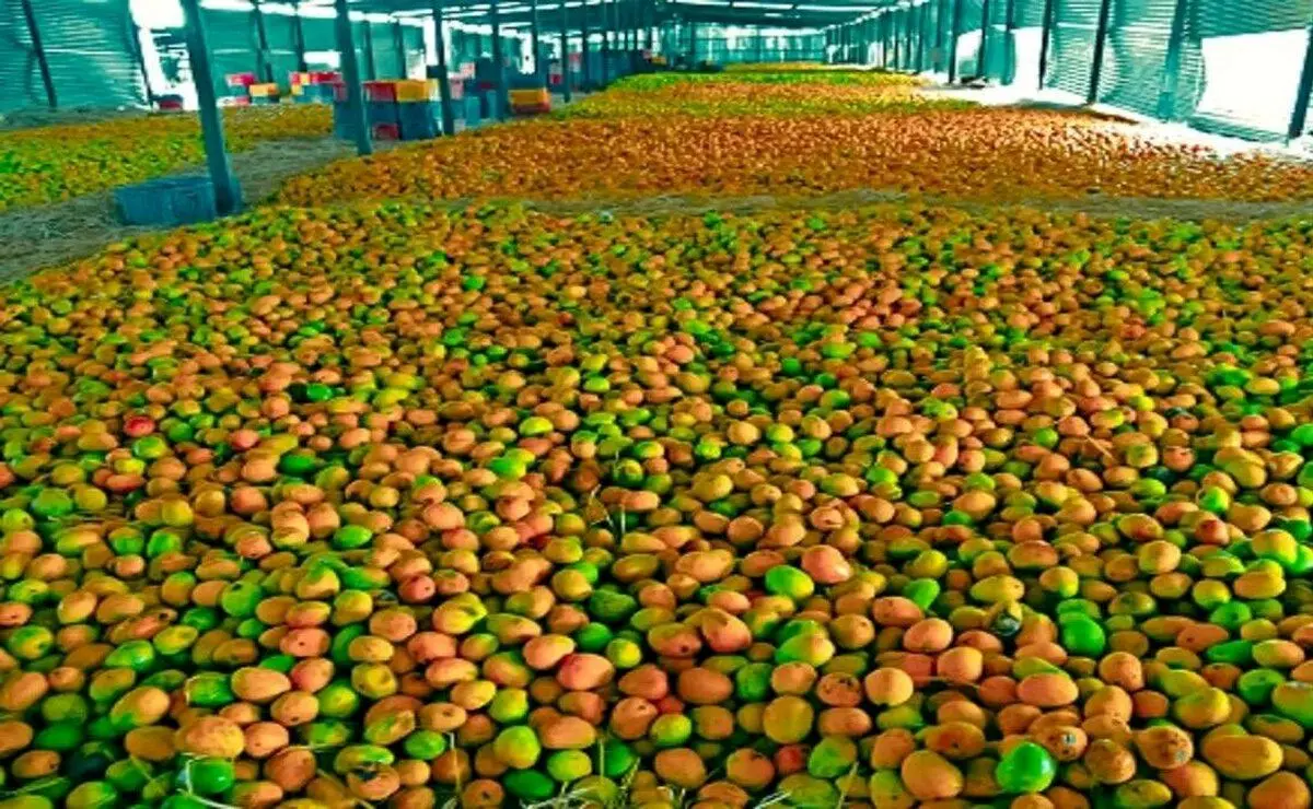 (ویدئو) روند تماشایی تهیه آب انبه طبیعی را در کارخانه ببینید