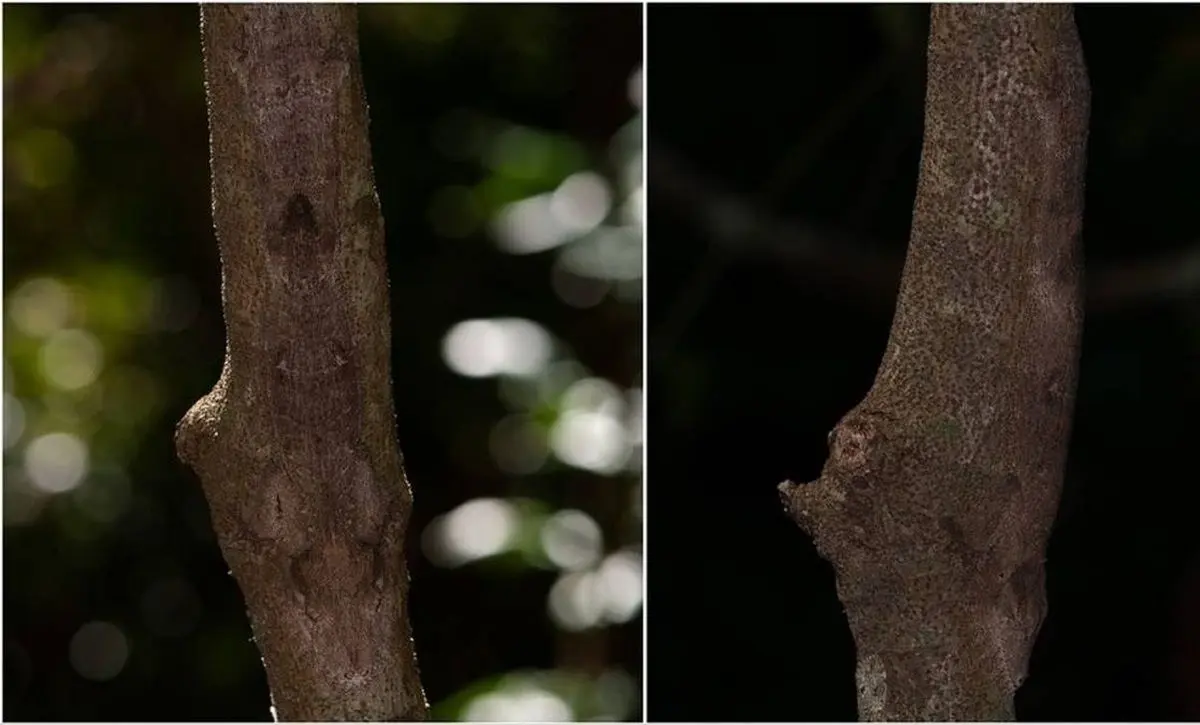 (تصاویر) کشف جانور جدیدی که دیدنش غیر ممکن است!