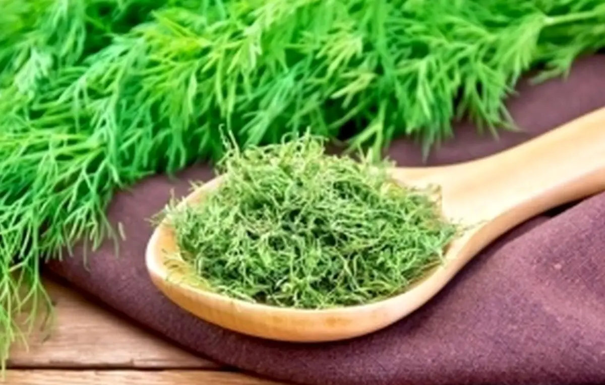 شوید را چگونه سبز و خوشرنگ خشک کنیم؟
