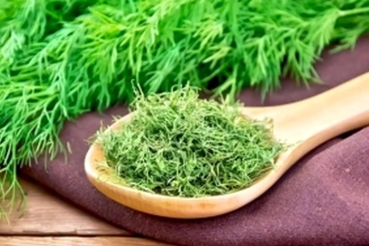 شوید را چگونه سبز و خوشرنگ خشک کنیم؟