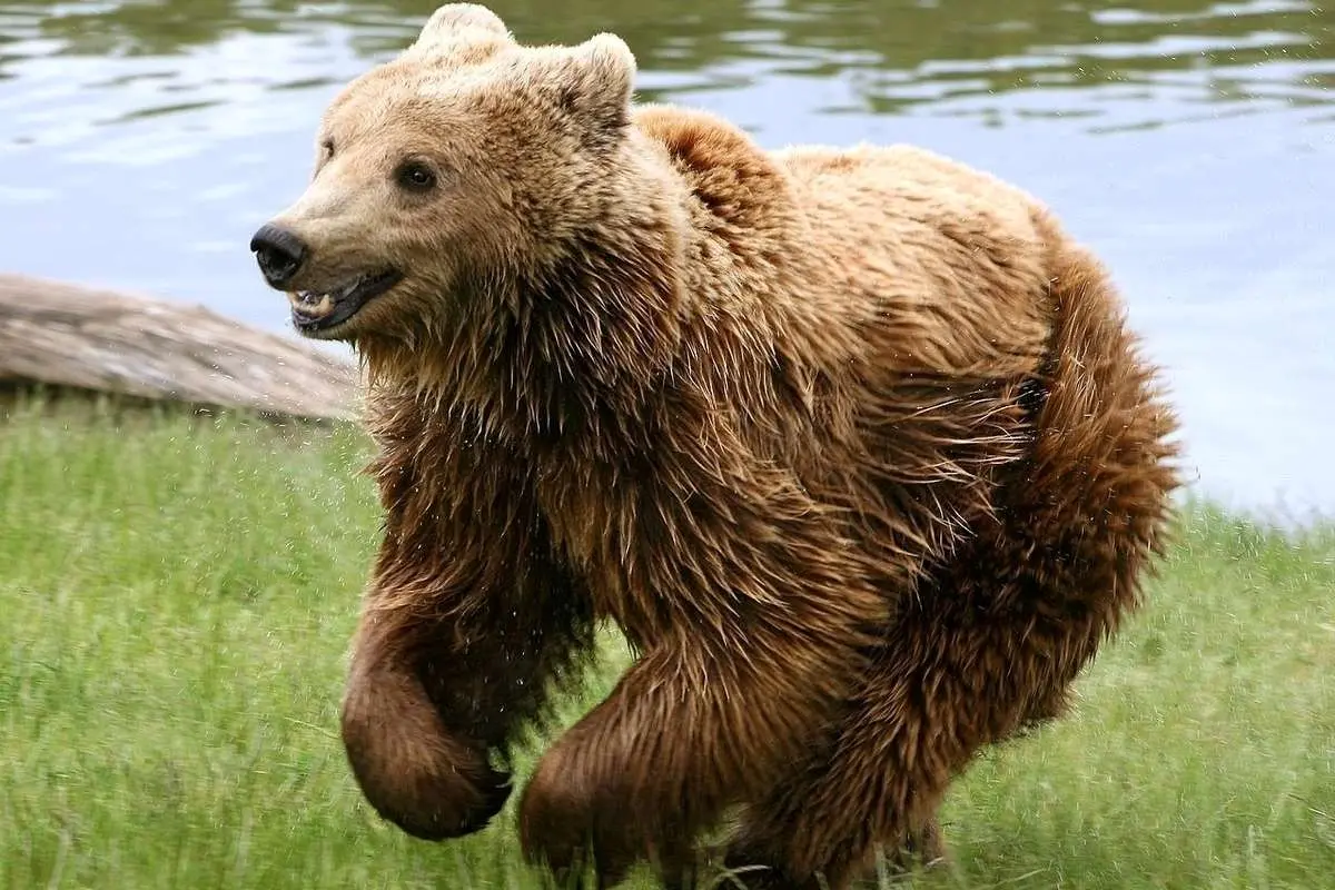 (ویدئو) فرار دلهره آور گردشگران از چنگال یک خرس