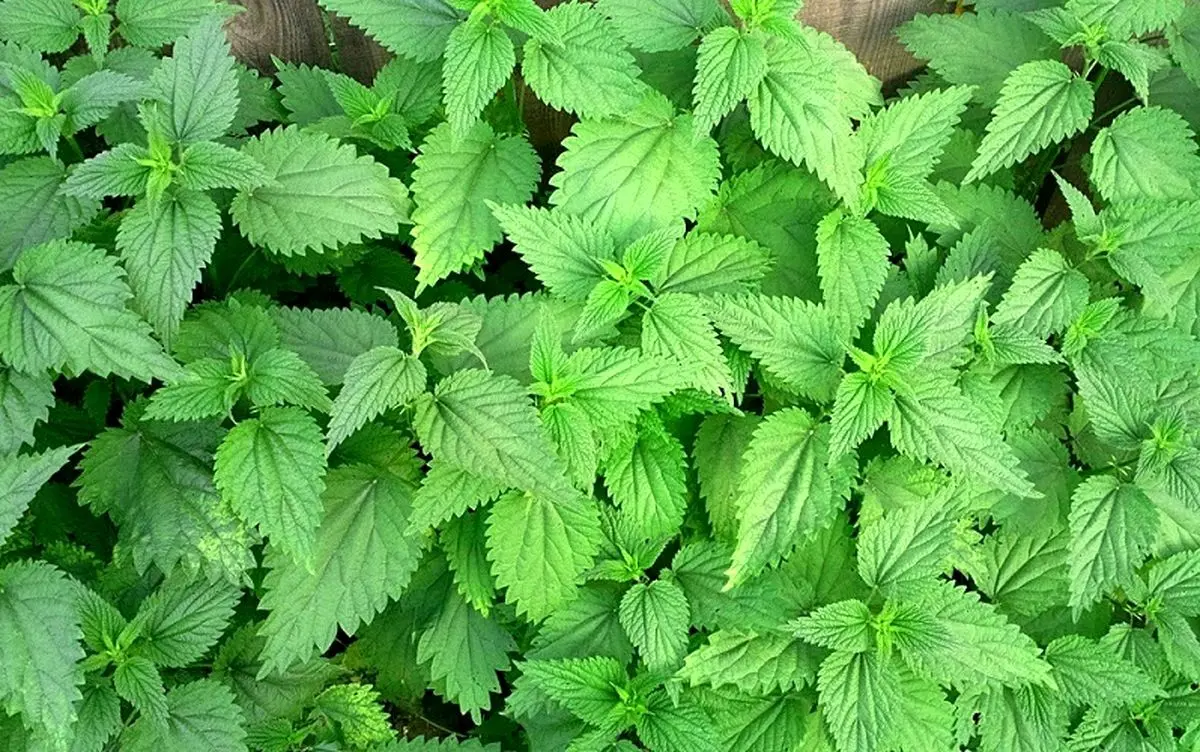 آهن این گیاه، کم خونی شما را تا ۷ نسل از بین می‌برد