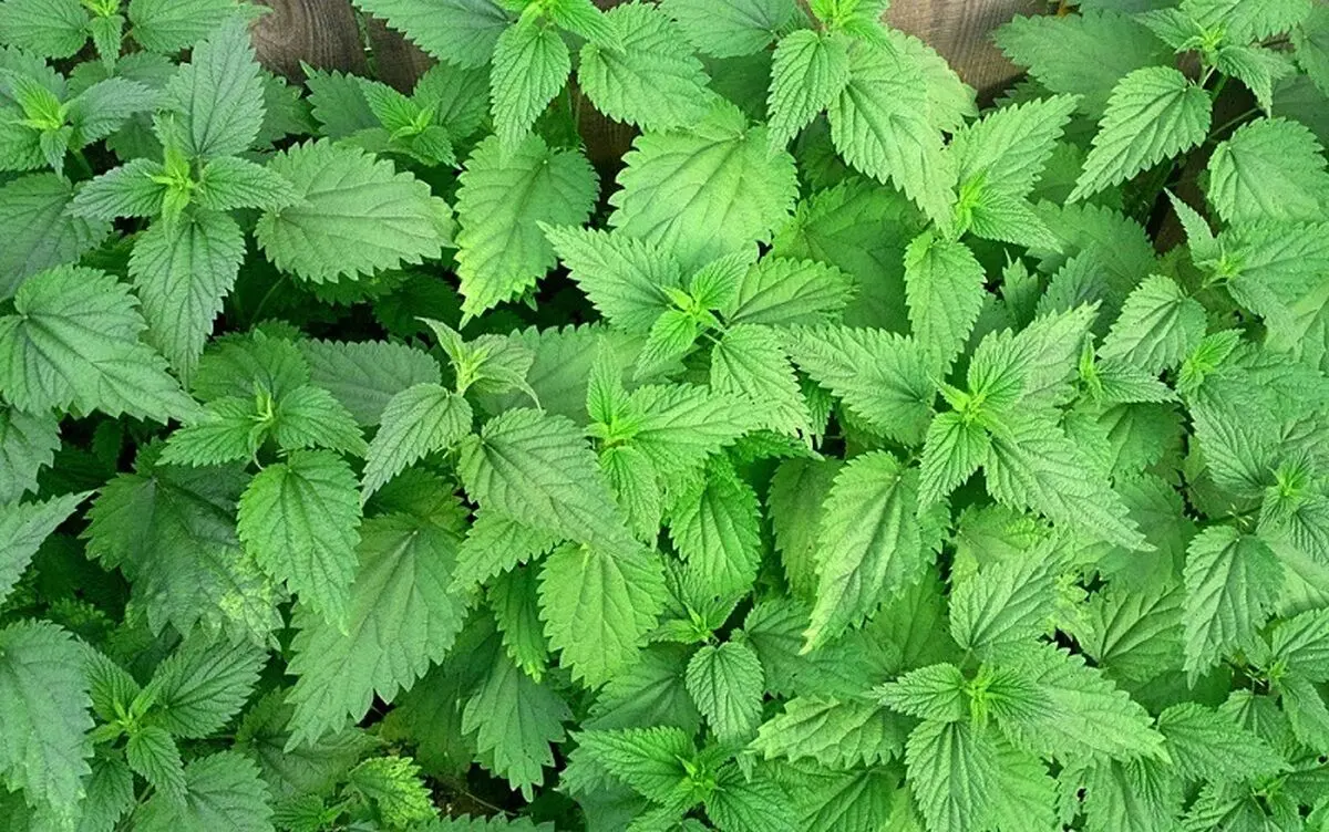 آهن این گیاه، کم خونی شما را تا ۷ نسل از بین می‌برد