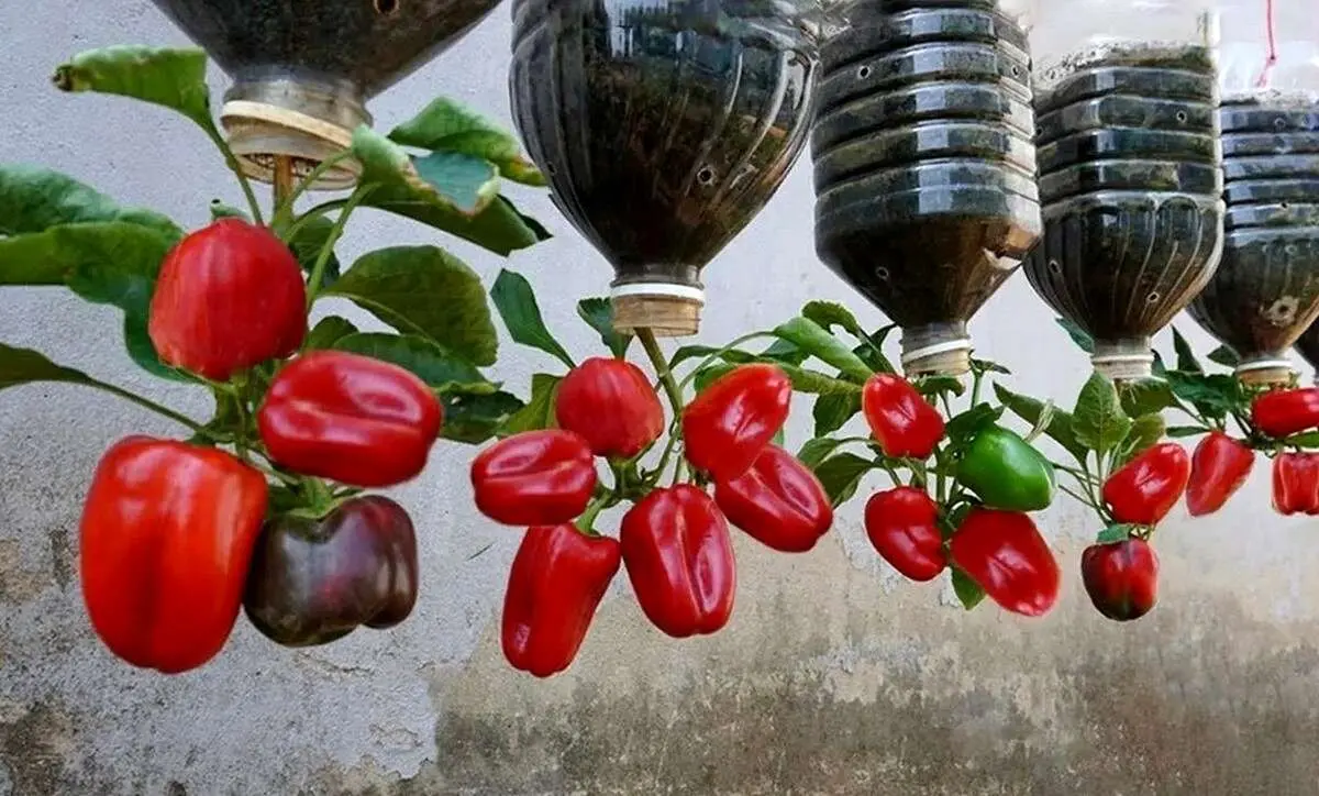 (ویدئو) روشی شگفت انگیز برای کاشت فلفل دلمهای در تراس خانه