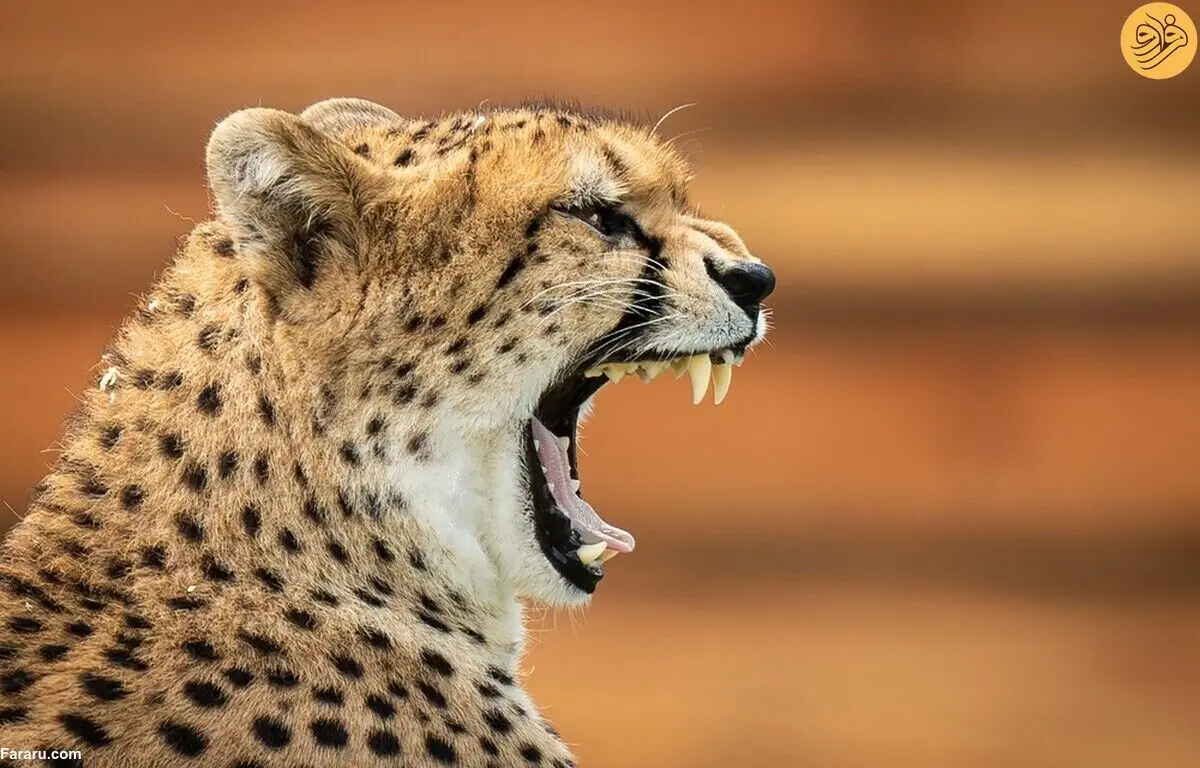 (تصاویر) از گاوغوک شجاع تا توله پومای زال و عقاب سارق