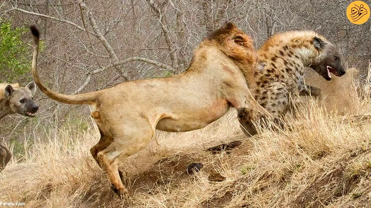 (ویدئو) شیر نر سر یک کفتار را تا حد مرگ گاز گرفت