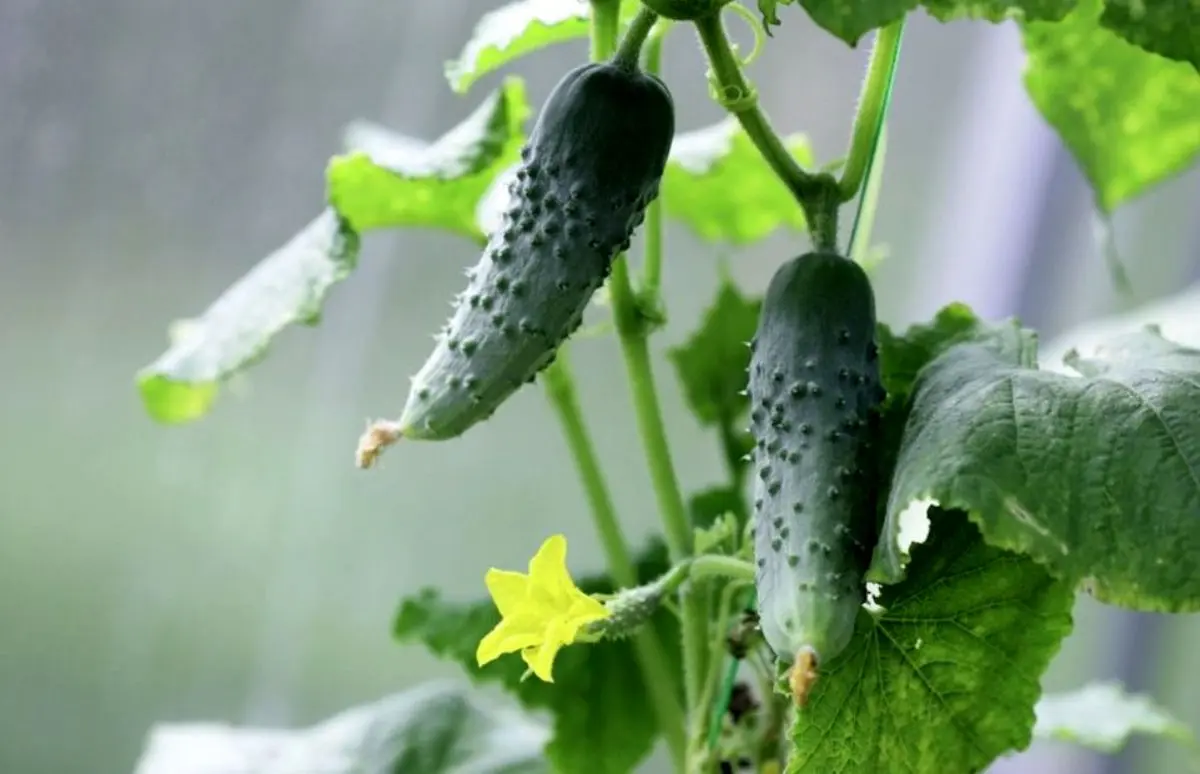 (ویدئو) باور نمی‌کنی به همین سادگی میشه تو گلدون خیار کاشت