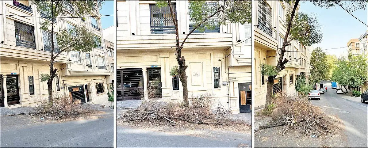 حمله به درختان محله‏‏‌های تهران