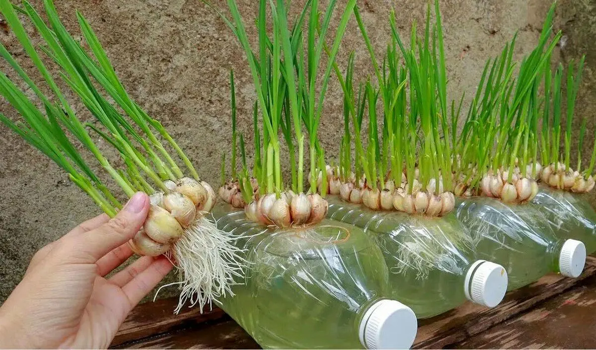 (ویدئو) ترفندی شگفت انگیز برای کاشت سیر در بطری و برداشت آن در خانه