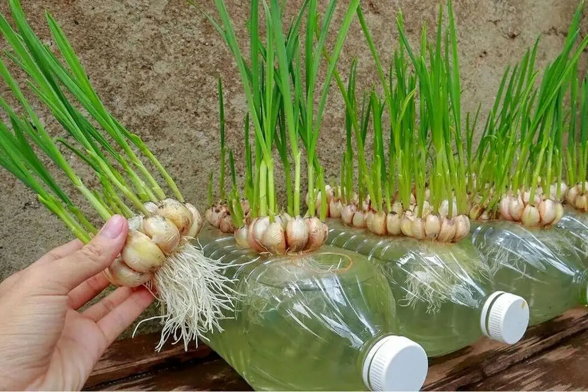 (ویدئو) ترفندی شگفت انگیز برای کاشت سیر در بطری و برداشت آن در خانه