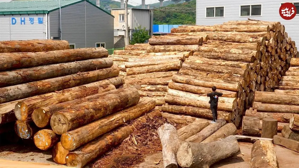 (ویدئو) عملیات باورنکردنی ساخت مبلمان و کاناپه چوبی در یک کارخانه کره‌ای