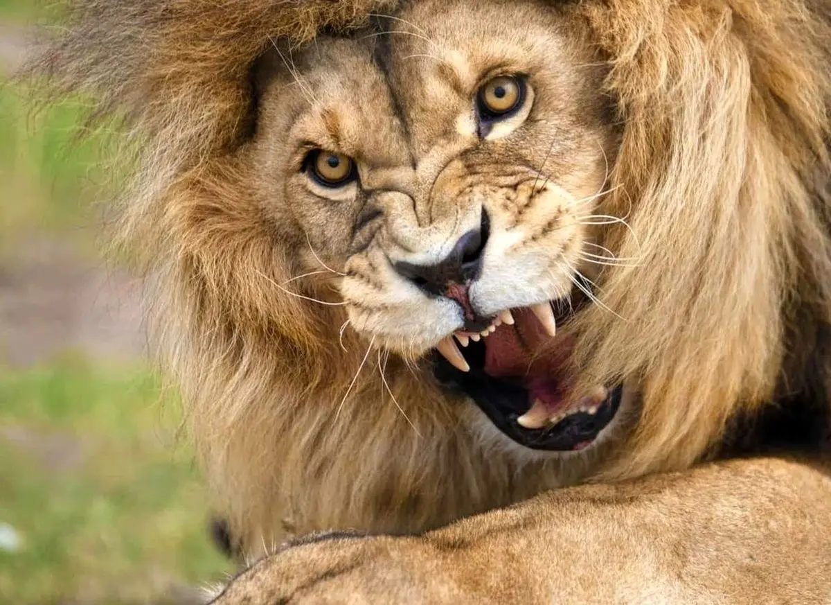 (ویدیو) شکار گاو وحشی توسط شیر تیزچنگال مقابل چشم توریست‌ها