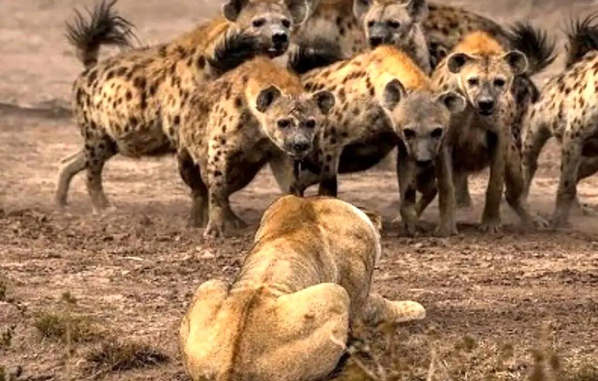(ویدئو) وقتی گله کفتارها، شیر را تنها گیر می‌آورند