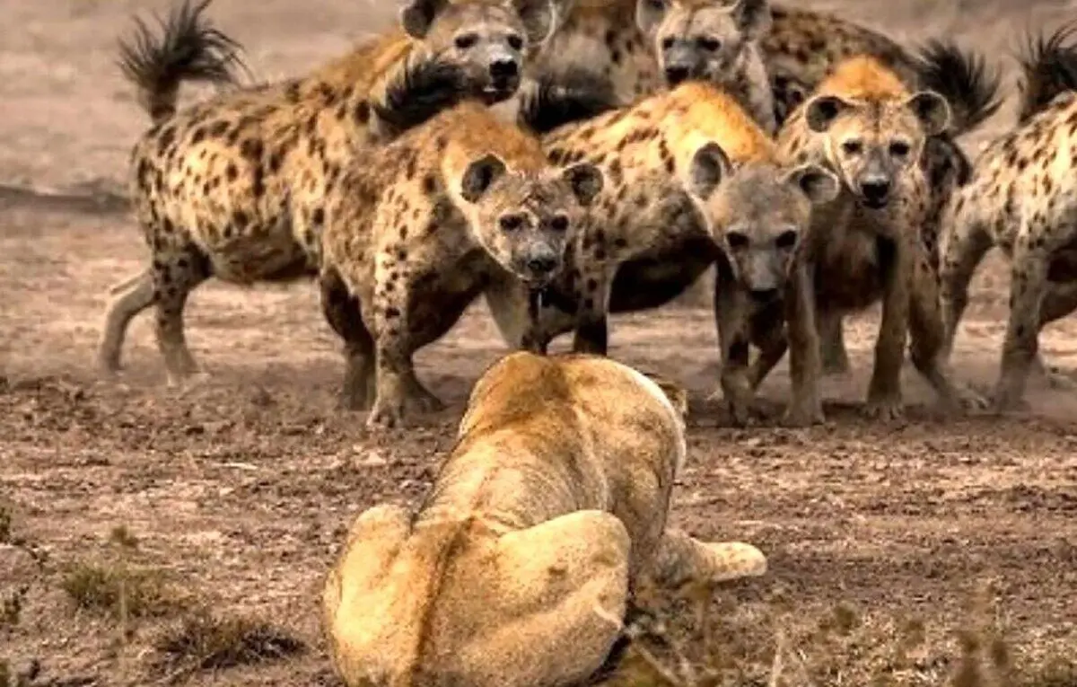 (ویدئو) وقتی گله کفتارها، شیر را تنها گیر می‌آورند