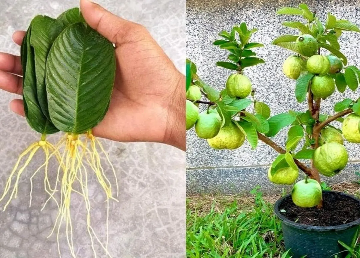 (ویدئو) این میوه استوایی رو به همین سادگی تو گلدون بکار و محصول برداشت کن!