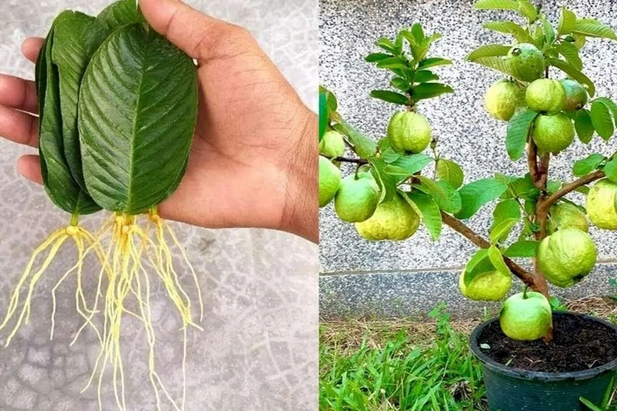 (ویدئو) این میوه استوایی رو به همین سادگی تو گلدون بکار و محصول برداشت کن!