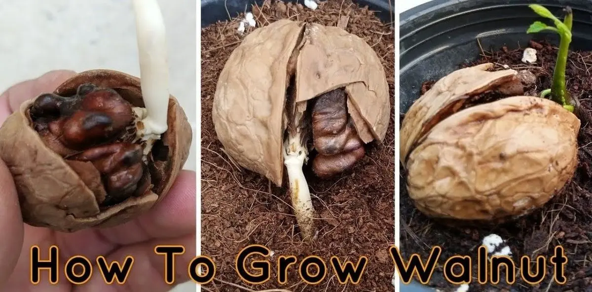 (ویدئو) چگونه از طریق مغز گردو در خانه درخت گردو بکاریم؟