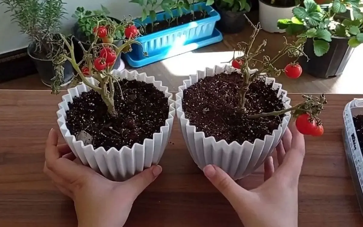 (ویدئو) با این روش جالب و ساده در خانه گوجه گیلاسی بکارید