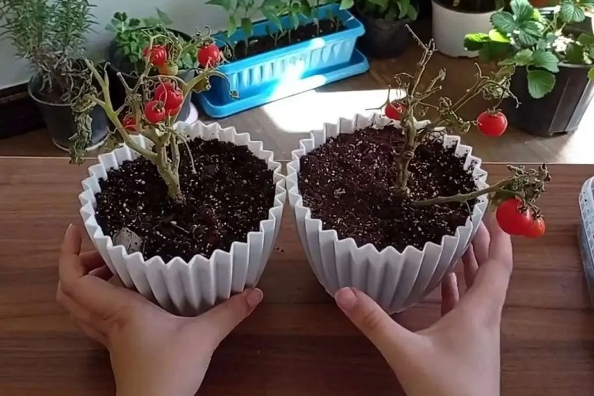 (ویدئو) با این روش جالب و ساده در خانه گوجه گیلاسی بکارید