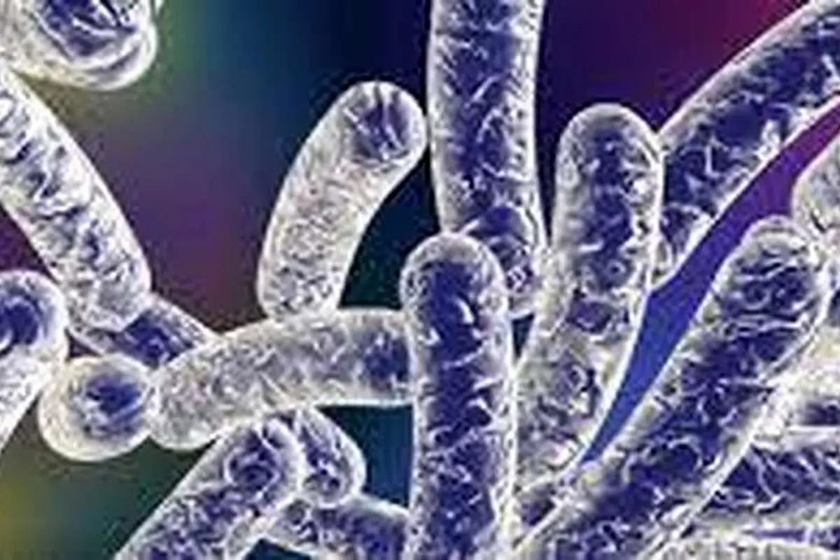 مرگ ۱۱ نفر بر اثر بیماری لژیونر در این کشور؛ علائم آن چیست؟