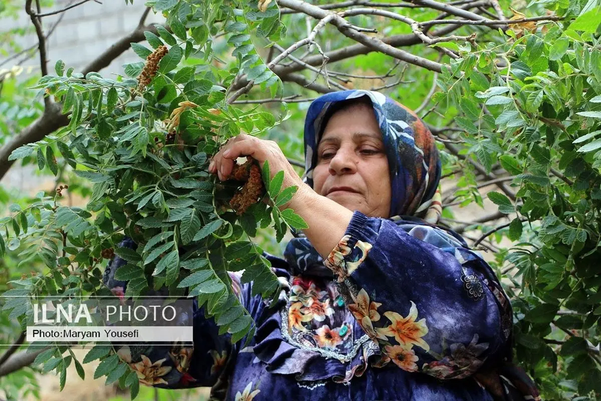(تصاویر) برداشت سماق از باغات هوراند