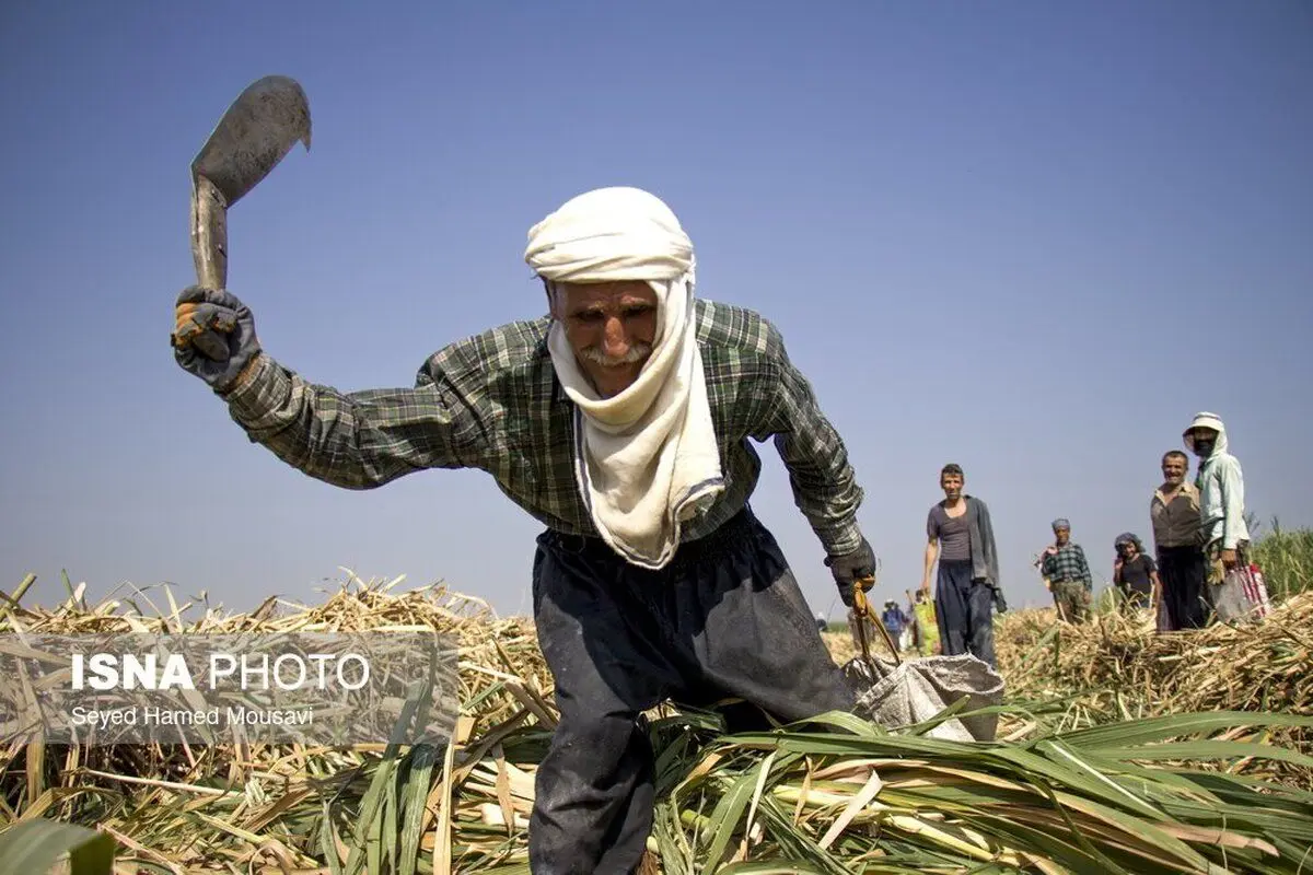 (تصاویر) کشت سنتی نیشکر در هفت‌تپه