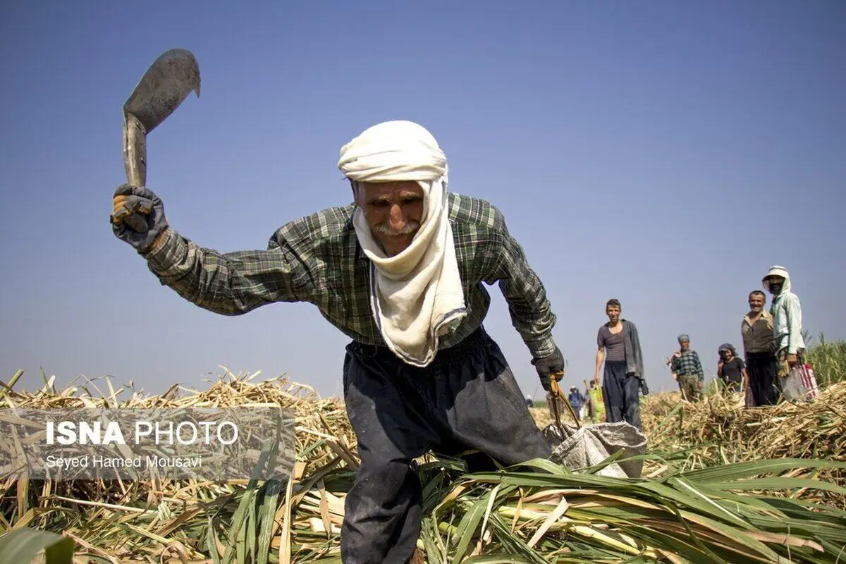 (تصاویر) کشت سنتی نیشکر در هفت‌تپه