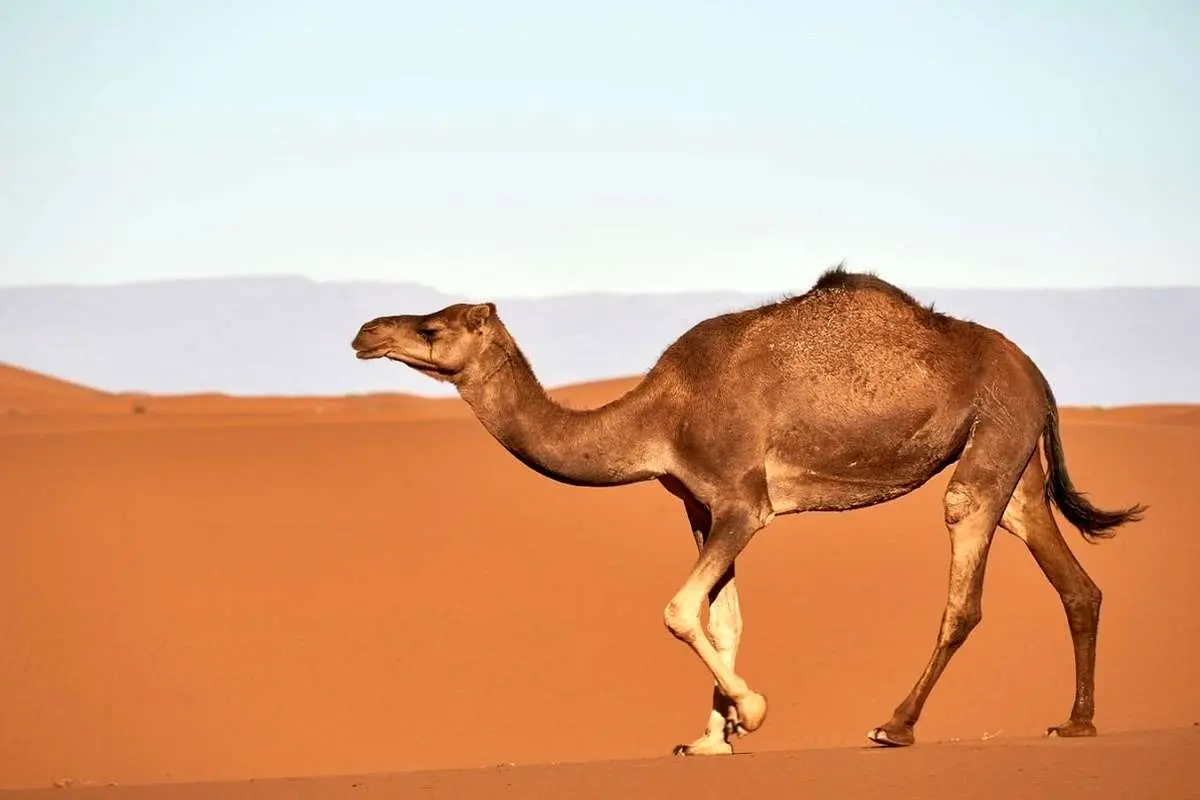 (ویدئو) دعوای بامزه کَل با دو شتر بر سر غذا