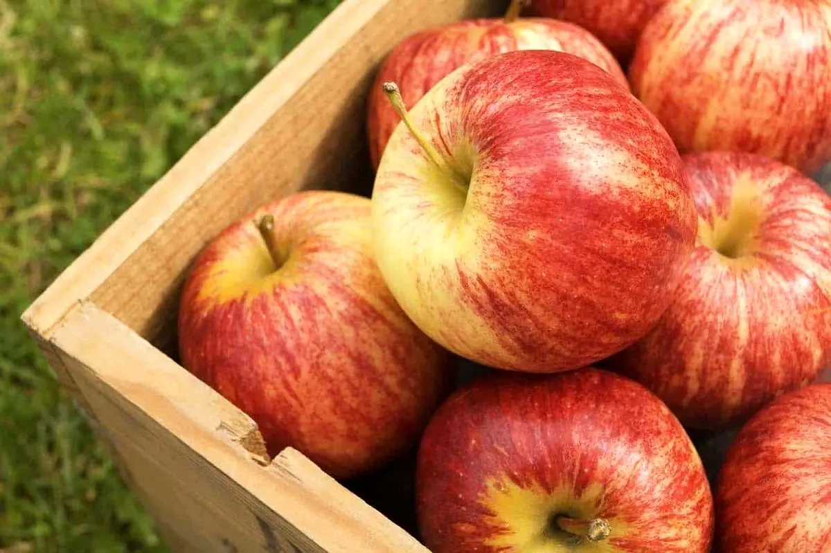 به جای شیرینی این ۷ میوه را بخورید