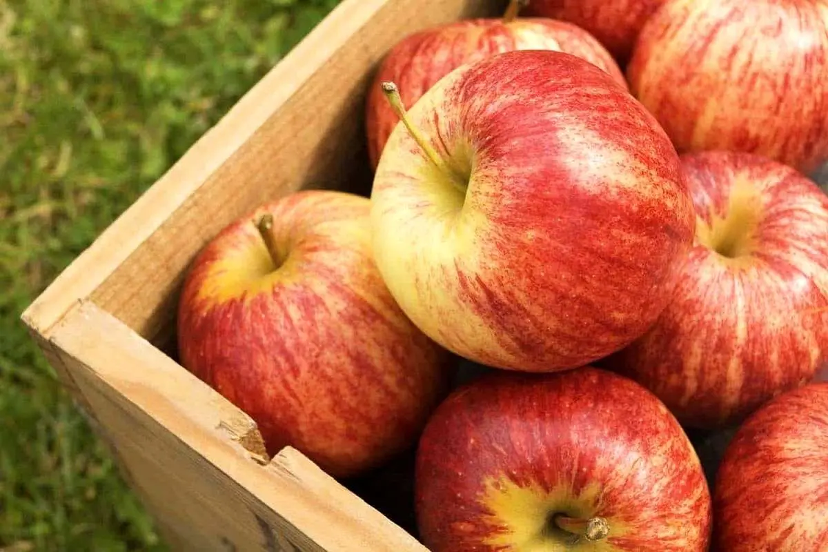 به جای شیرینی این ۷ میوه را بخورید