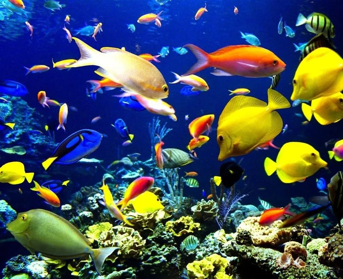 (ویدیو) کلیپ کوتاه از حرکات زیبای ماهی‌ها درعمق دریا