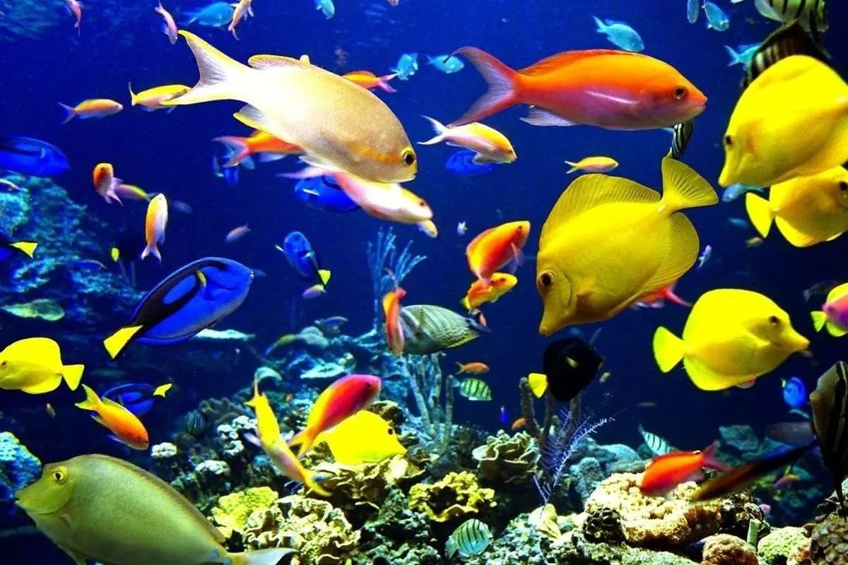 (ویدیو) کلیپ کوتاه از حرکات زیبای ماهی‌ها درعمق دریا