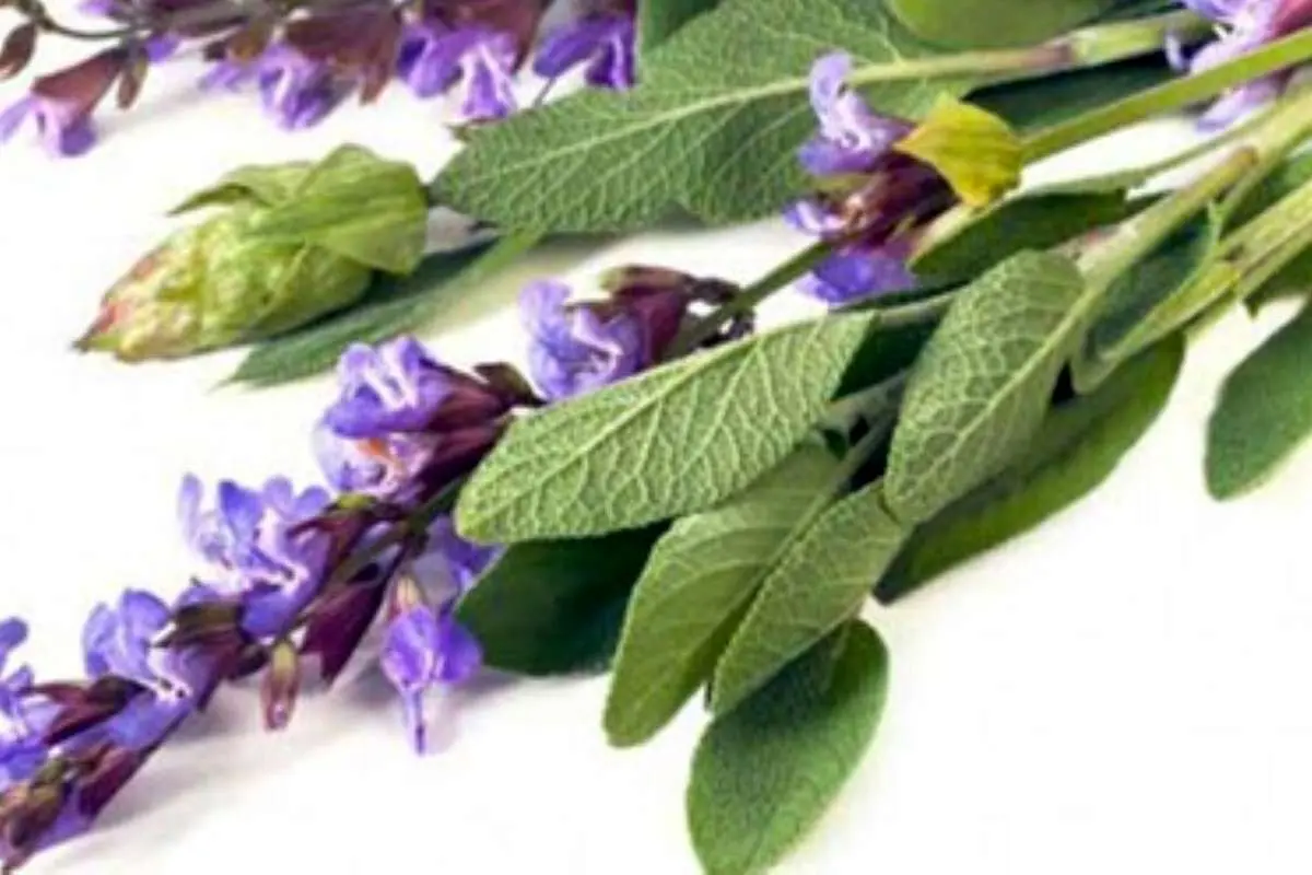 کاربردهای درمانی گیاه مریم گلی