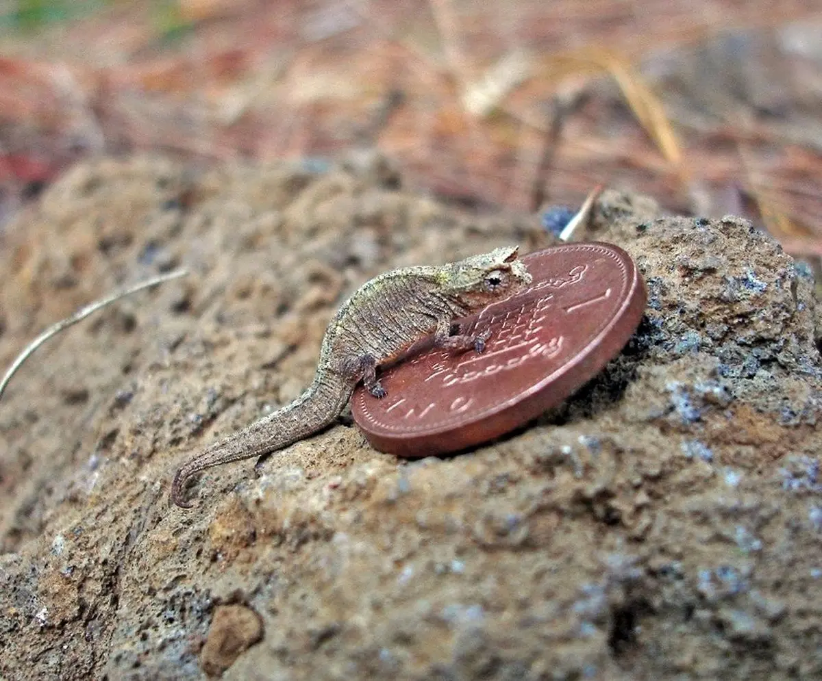 (تصاویر) کوچکترین خزندۀ جهان کشف شد؛ اژد‌هایی کوچکتر از یک سکّه!