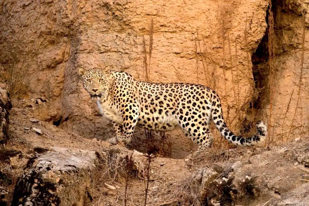 چرا کشاورزان و دامداران محلی به حیوانات وحشی رحم نمی‌کنند؟