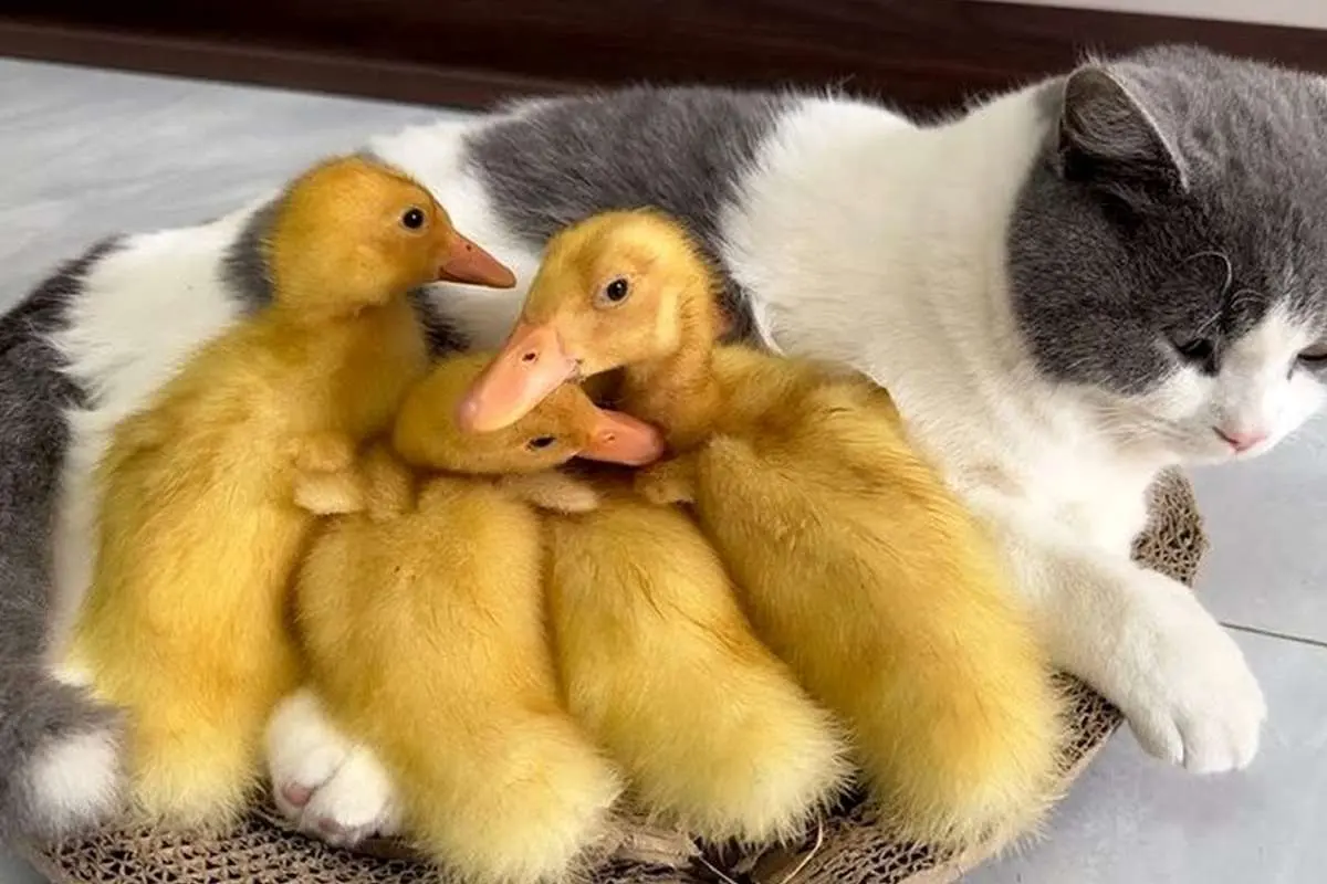 (ویدئو) گربهی بامزه صاحب جوجه اردکها شد