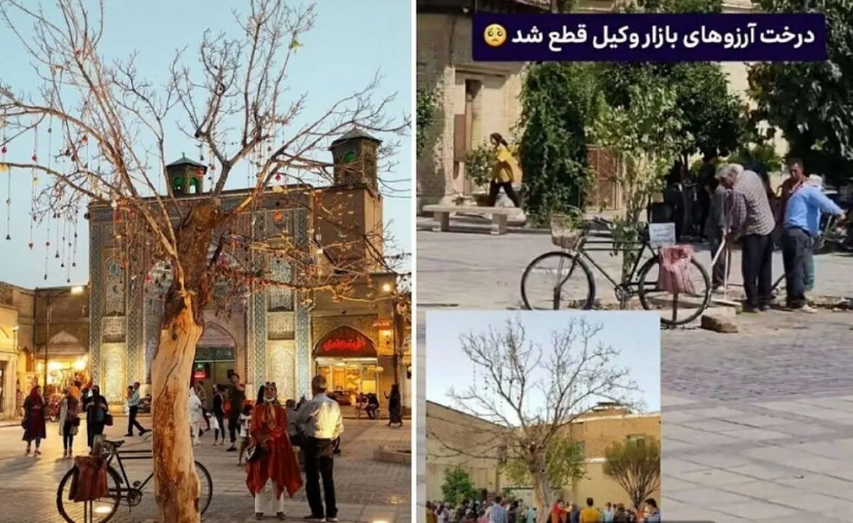 (ویدیو) قطع «تک درخت آرزوها» در شیراز که جاذبه‌های توریستی بود