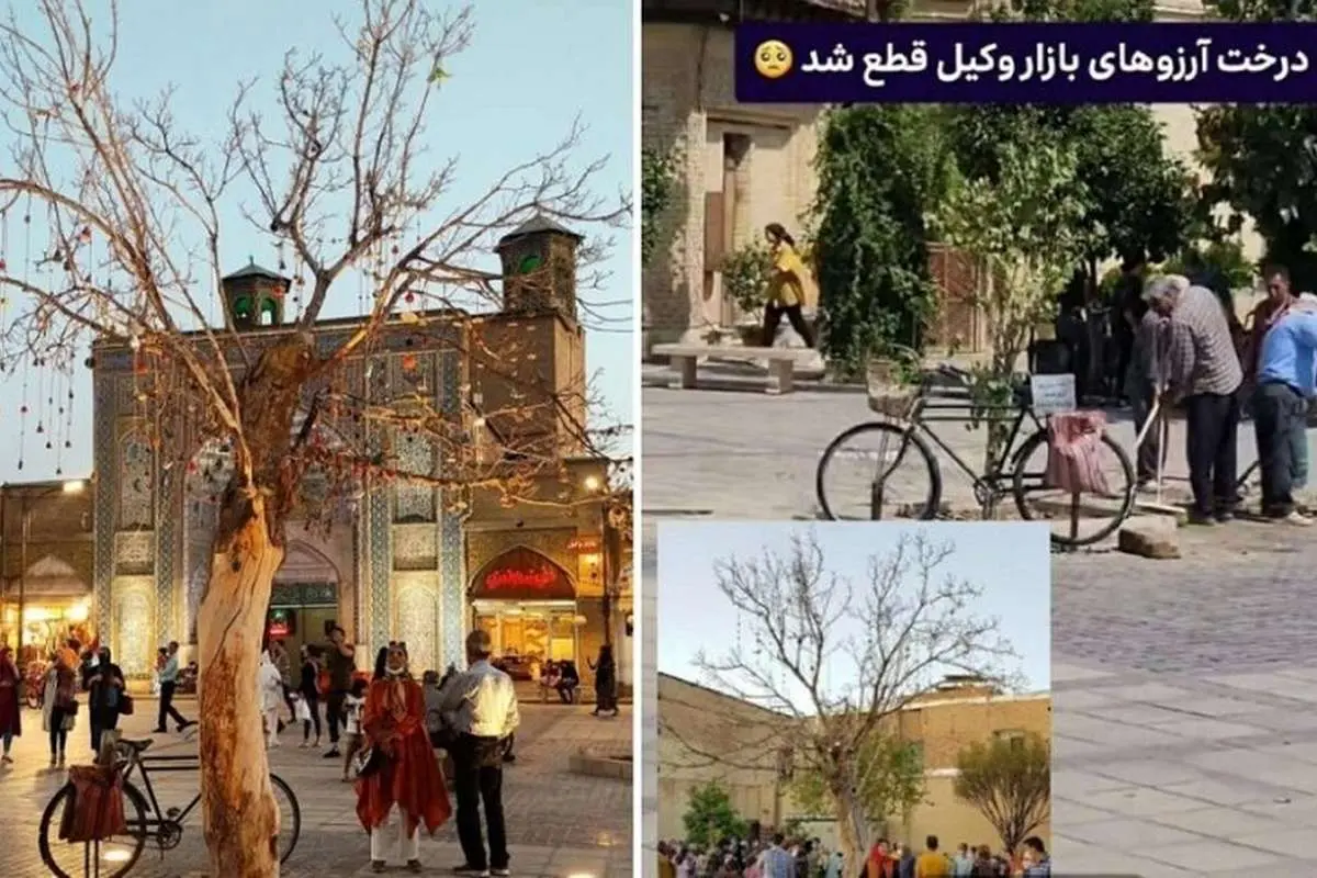 (ویدیو) قطع «تک درخت آرزوها» در شیراز که جاذبههای توریستی بود