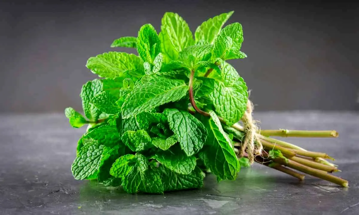 این سبزی ۷۰ برابر قرص رانیتیدین برای معده مفید‌تر است