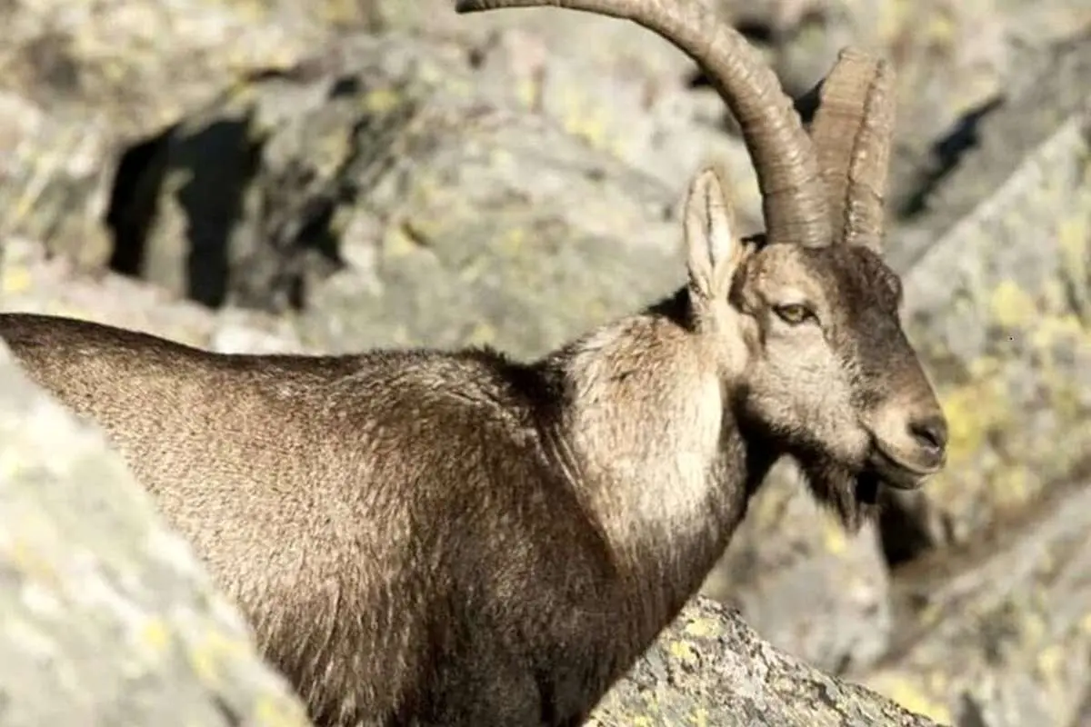 (ویدئو) تلاش تمام قد بز کوهی برای زنده ماندن از دست پلنگ تیزچنگال!