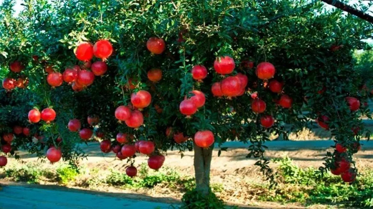 چگونه انار بکاریم؟