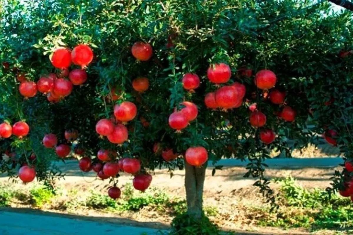 چگونه انار بکاریم؟