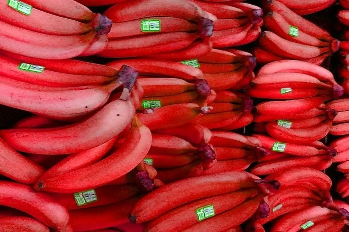فواید باورنکردنی موز قرمز برای سلامتی