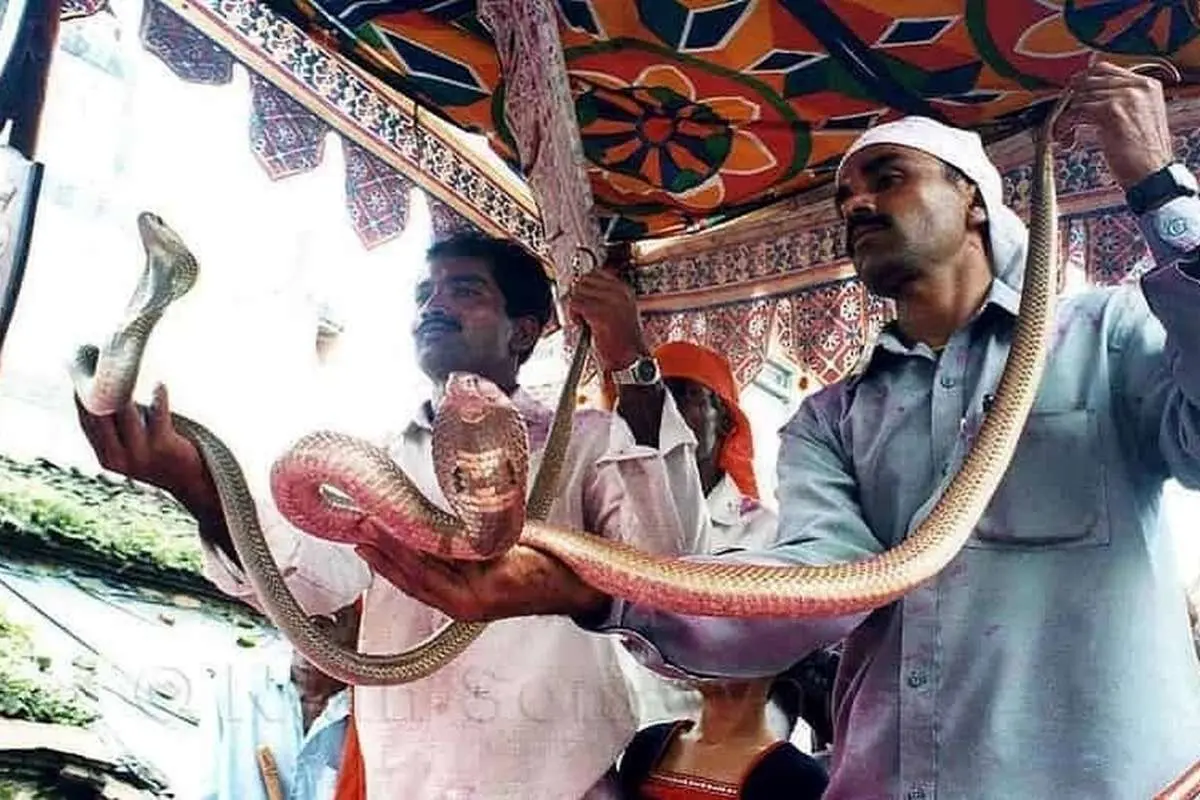 (ویدئو) جشن پرستش مارها