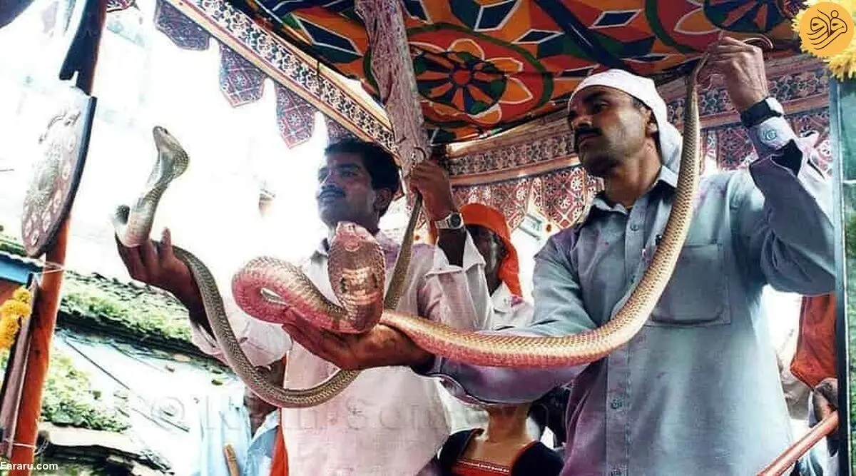 (ویدئو) جشن پرستش مارها