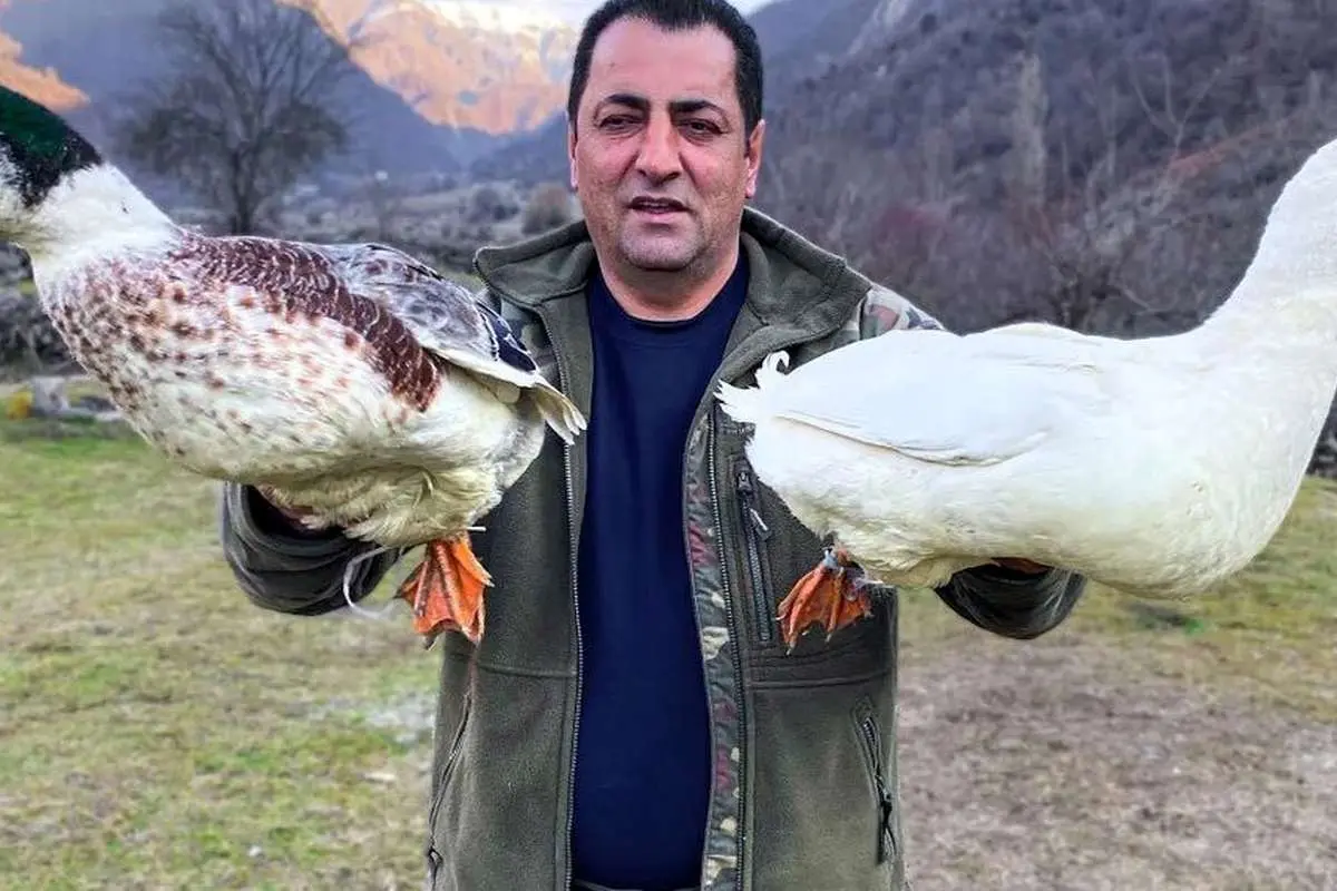 (ویدئو) غذای روستایی؛ پخت اردک در فر با سیب زمینی